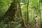 Controverse autour du diagnostic sur la politique forestière