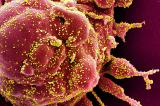 Coronavirus: Des chercheurs néerlandais ont identifié un anticorps capable de neutraliser le virus