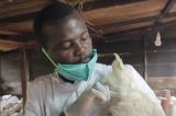 Clin d’œil à la polémique : de faux docteurs camerounais développent un vaccin contre le coronavirus à base 