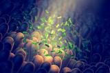 Microbiote et SARS-CoV-2 : des liens insoupçonnés