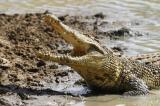 Kalemie : une femme happée par un crocodile