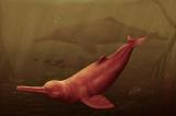 Paléontologie: Découverte au Pérou d'un fossile de dauphin de rivière vieux de 16 millions d'années