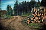 Lutte contre le réchauffement climatique : II faut mettre fin à l’exploitation sauvage des essences forestières rares