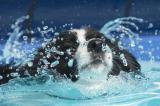 Charleroi : inauguration de la première piscine pour chiens de Belgique