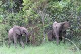 Tanganyika : des éléphants sèment la terreur dans plusieurs villages du territoire de Manono