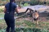USA: Au zoo du Bronx, elle entre dans l'enclos des lions pour leur dire 