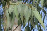 Des chercheurs découvrent de l’or dans les feuilles d’eucalyptus