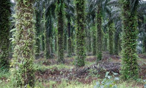 Infos congo - Actualités Congo - -La RDC affûte ses armes pour la COP23