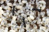 Les œufs de fourmis, nouvelle astuce contre les poils ?