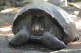 Galapagos: une nouvelle espèce de tortue détectée par ADN