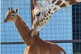 Un girafon sans tache est né aux États-Unis