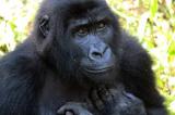 Disparition du gorille Mugaruka: une grande perte au patrimoine mondiale (Dedieu Byaombe)