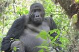 Mort du gorille Mugakura : l'ICCN procède à l'autopsie