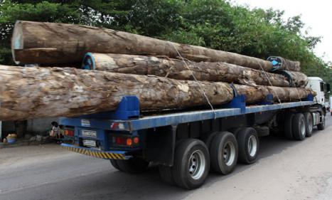 Infos congo - Actualités Congo - -Colère des sociétés forestières contre l'interdiction d'exporter les grumes en RDC
