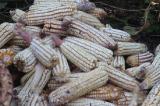 Haut-Lomami : rareté du maïs