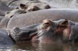 Deux hippopotames testés positifs au Covid en Belgique, une première pour cette espèce