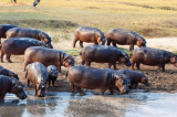 Kasaï : la multiplication des hippopotames inquiète la population du territoire d'Ilebo   