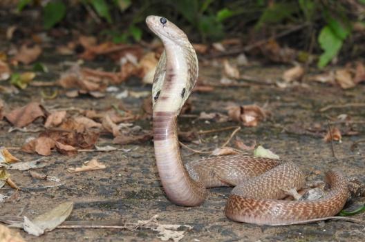 En Inde, un cobra vivant découvert dans un colis Xbox livré par Amazon