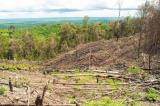 Climat : l’UE interdit l’importation des produits issus de la déforestation en Afrique
