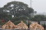 Pour sauver les éléphants d’Afrique, Washington interdit le commerce de l’ivoire