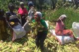Le PFCIGL vers l’atteinte de son objectif : appui au développement des chaînes de valeur de l’agrobusiness au Sud-Kivu