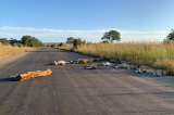 Afrique du Sud: Sans activités humaines, les lions siestent sur les routes