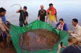 Cambodge: une raie de 4 mètres de long et de 180 kilos pêchée dans le Mékong