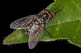 Les secrets du vieillissement humain ont peut-être un lien avec celui des mouches