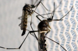 En Chine, deux moustiques permettent l'arrestation d'un voleur