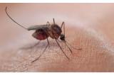 Coronavirus : le moustique transmet-il le virus ?