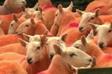 Angleterre: il teint ses moutons en orange pour empêcher leur vol