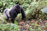PNKB : Mugaruka, le célèbre gorille solitaire est décédé !