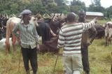 Nord-Ubangi : l’afflux des éleveurs Mbororo à Yakoma inquiète la société civile