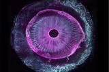 Première mondiale : des chercheurs réussissent à rendre un œil humain entièrement transparent