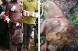 Ouganda : un homme tue un lion après un combat ensanglanté
