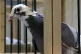 Inde : un pigeon en détention pour une lettre de menaces