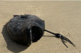 Quel est ce monstre des abysses retrouvé sur une plage californienne
