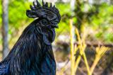 Cette race de poule entièrement noire (y compris sa chair, son coeur et ses os) est la plus chère au monde