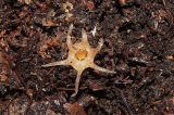 Japon : des scientifiques découvrent une nouvelle espèce de plante qui ressemble à un calamar