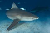 Naissance vierge : chaque année, ces femelles requins font des bébés seules