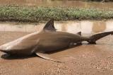 Le violent cyclone rejette un requin au milieu de la route en Australie