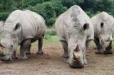 Les rhinocéros blancs de retour au Mozambique