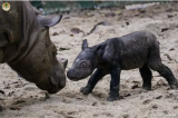 L’Indonésie accueille la naissance de l’un des rhinocéros les plus rares de la planète