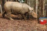 Mort d’un rhinocéros rare récemment découvert en Indonésie