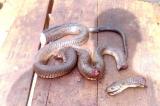 Sankuru : un serpent surgit dans un conseil de famille tenu pour départager un héritage