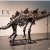 Infos congo - Actualités Congo - -Le plus grand squelette de stégosaure vendu 44,6 millions de dollars à New York, un record
