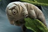 L’incroyable histoire du tardigrade réveillé après plus de 30 ans de congélation