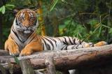 Etats-Unis : une tigresse du zoo de New York testée positive au Covid-19