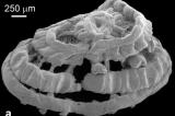 Des tissus musculaires de plus de 500 millions d’années conservés dans des microfossiles