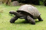 Quel âge a la plus vieille tortue du monde ?